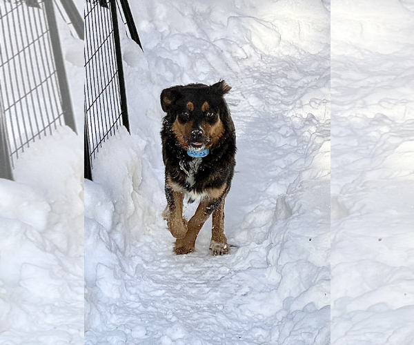Medium Photo #4 Collie-Unknown Mix Puppy For Sale in Sandy, UT, USA