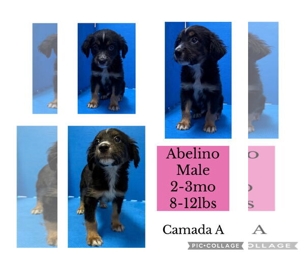 Medium Photo #1 Australian Retriever Puppy For Sale in Virginia Beach, VA, USA