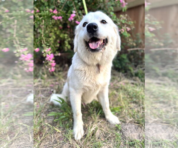 Medium Photo #6 Great Pyrenees Puppy For Sale in Spring, TX, USA