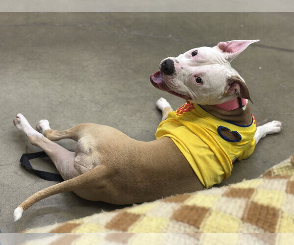 Medium Photo #3 American Pit Bull Terrier-Unknown Mix Puppy For Sale in Rockaway, NJ, USA