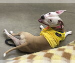 Small #2 American Pit Bull Terrier Mix