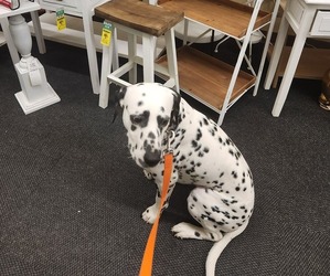 Father of the Dalmatian puppies born on 12/19/2025