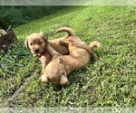 Small #5 Golden Retriever