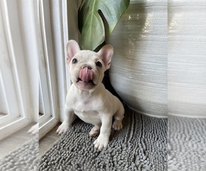 Medium French Bulldog