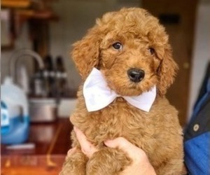 Poodle (Standard) Puppy for sale in WAGENER, SC, USA