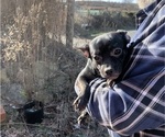 Small #18 French Bullhuahua