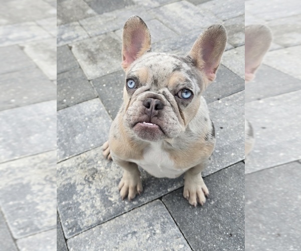 Medium Photo #1 French Bulldog Puppy For Sale in NORTH PORT, FL, USA