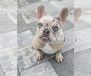 French Bulldog Puppy for sale in NORTH PORT, FL, USA