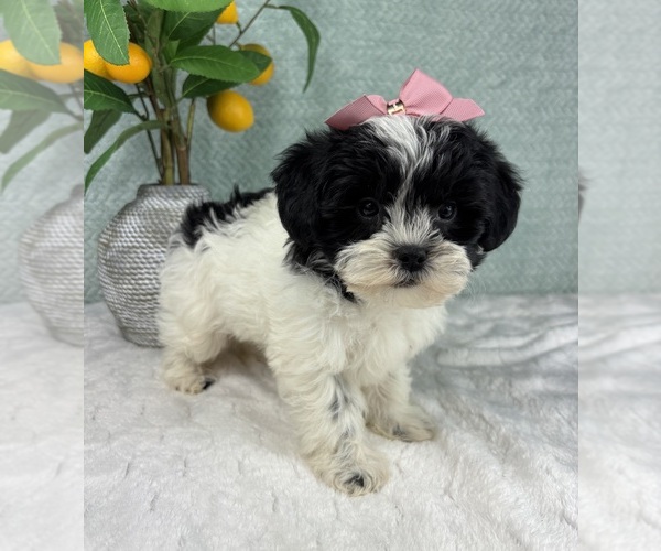 Medium Photo #4 ShihPoo Puppy For Sale in FRANKLIN, IN, USA