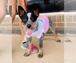 Small Photo #1 Australian Cattle Dog Puppy For Sale in FAIRVIEW, OK, USA