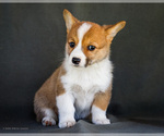Puppy Bitsie Pembroke Welsh Corgi