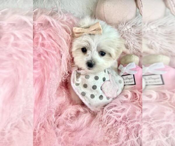 Medium Photo #2 Maltese Puppy For Sale in PEMBROKE PINES, FL, USA