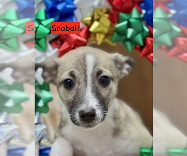 Medium Photo #1 Mutt Puppy For Sale in GILBERTS, IL, USA