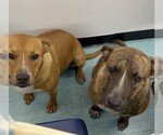 COURTESY POST: Mia & Canela - Female Mutt Dog for Adoption - Small photo