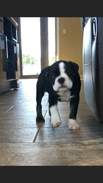 Medium Photo #1 Olde English Bulldogge Puppy For Sale in EL PASO, TX, USA