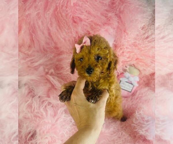 Medium Photo #17 Poodle (Toy) Puppy For Sale in BOSTON, MA, USA