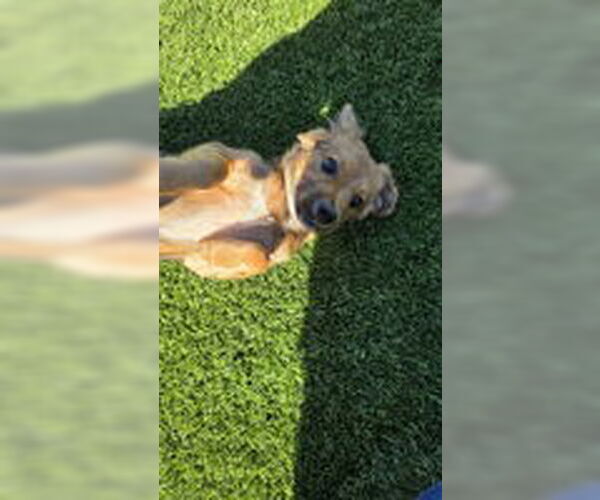 Medium Photo #1 Mutt Puppy For Sale in Salinas, CA, USA