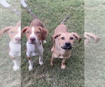 Small #5 Beagle Mix
