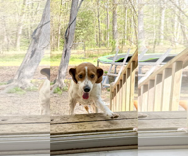 Medium Photo #5 American Foxhound-Beagle Mix Puppy For Sale in Holly Springs, NC, USA