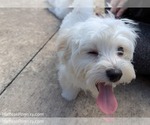 Small #10 Maltese