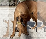 Small Photo #78 Rhodesian Ridgeback Puppy For Sale in MORONGO VALLEY, CA, USA