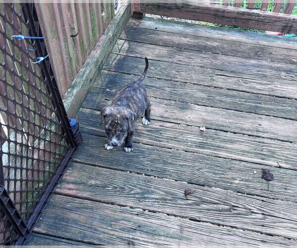 Medium Photo #2 American Staffordshire Terrier-Unknown Mix Puppy For Sale in Crossville, AL, USA