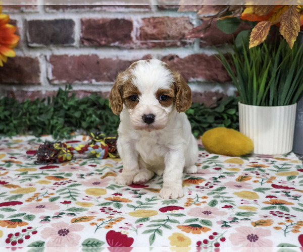 Medium Photo #4 Cavapoo (Miniature) Puppy For Sale in SYRACUSE, IN, USA