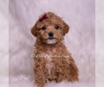 Small #1 Maltipoo (Miniature)