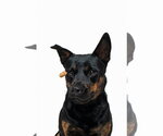 Small #8 Mutt