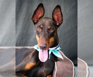 Doberman Pinscher Dogs for adoption in Pasadena, CA, USA