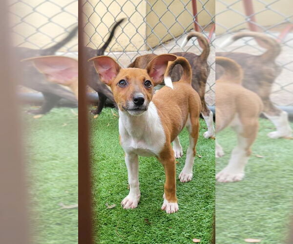 Medium Photo #1 Mutt Puppy For Sale in Pompano Beach , FL, USA