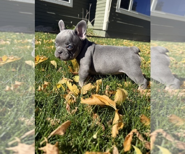 Medium Photo #1 French Bulldog Puppy For Sale in POWELL, WY, USA