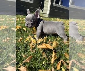 French Bulldog Puppy for sale in POWELL, WY, USA
