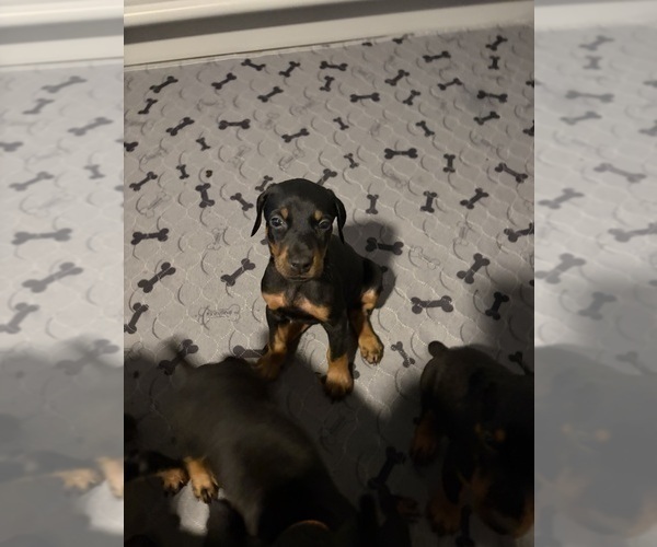 Medium Photo #19 Doberman Pinscher Puppy For Sale in CHEPACHET, RI, USA