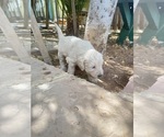 Small #2 Goldendoodle