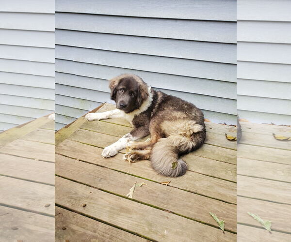 Medium Photo #2 Mutt Puppy For Sale in Greenville, SC, USA