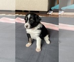 Puppy White Foot Border Collie-Papillon Mix