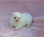 Small Photo #12 Pomeranian Puppy For Sale in PALM BCH GDNS, FL, USA