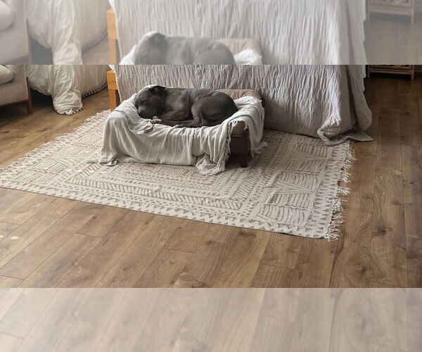 Medium Photo #1 American Pit Bull Terrier Puppy For Sale in Woodland Hills, CA, USA