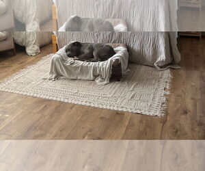 American Pit Bull Terrier Dogs for adoption in Woodland Hills, CA, USA