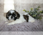 Small Photo #13 Shih Tzu Puppy For Sale in CLARE, MI, USA