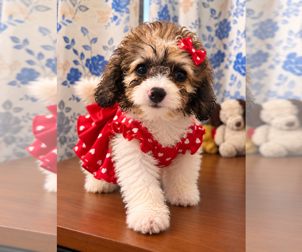 Medium Photo #19 Cockapoo (Miniature) Puppy For Sale in DURHAM, CT, USA
