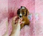 Small #3 Cavapoo (Toy)