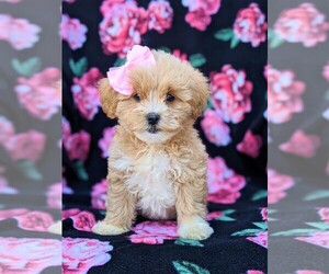 Lhasa-Poo Puppy for sale in LINCOLN UNIV, PA, USA