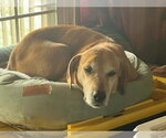 Small #6 Mountain Cur Mix