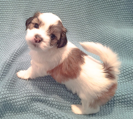 Havanese Puppy for sale in PLANO, TX, USA
