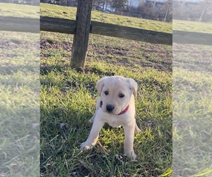 Labrador Retriever Puppy for sale in CANOGA, NY, USA
