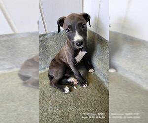 Boxer-Unknown Mix Dogs for adoption in San Antonio, TX, USA
