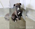 Small Boxer Mix