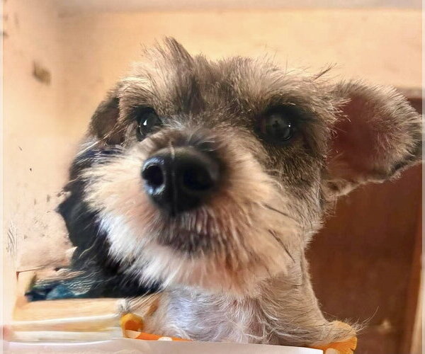 Medium Photo #1 Mutt Puppy For Sale in San Diego, CA, USA